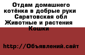 Отдам домашнего котёнка в добрые руки - Саратовская обл. Животные и растения » Кошки   